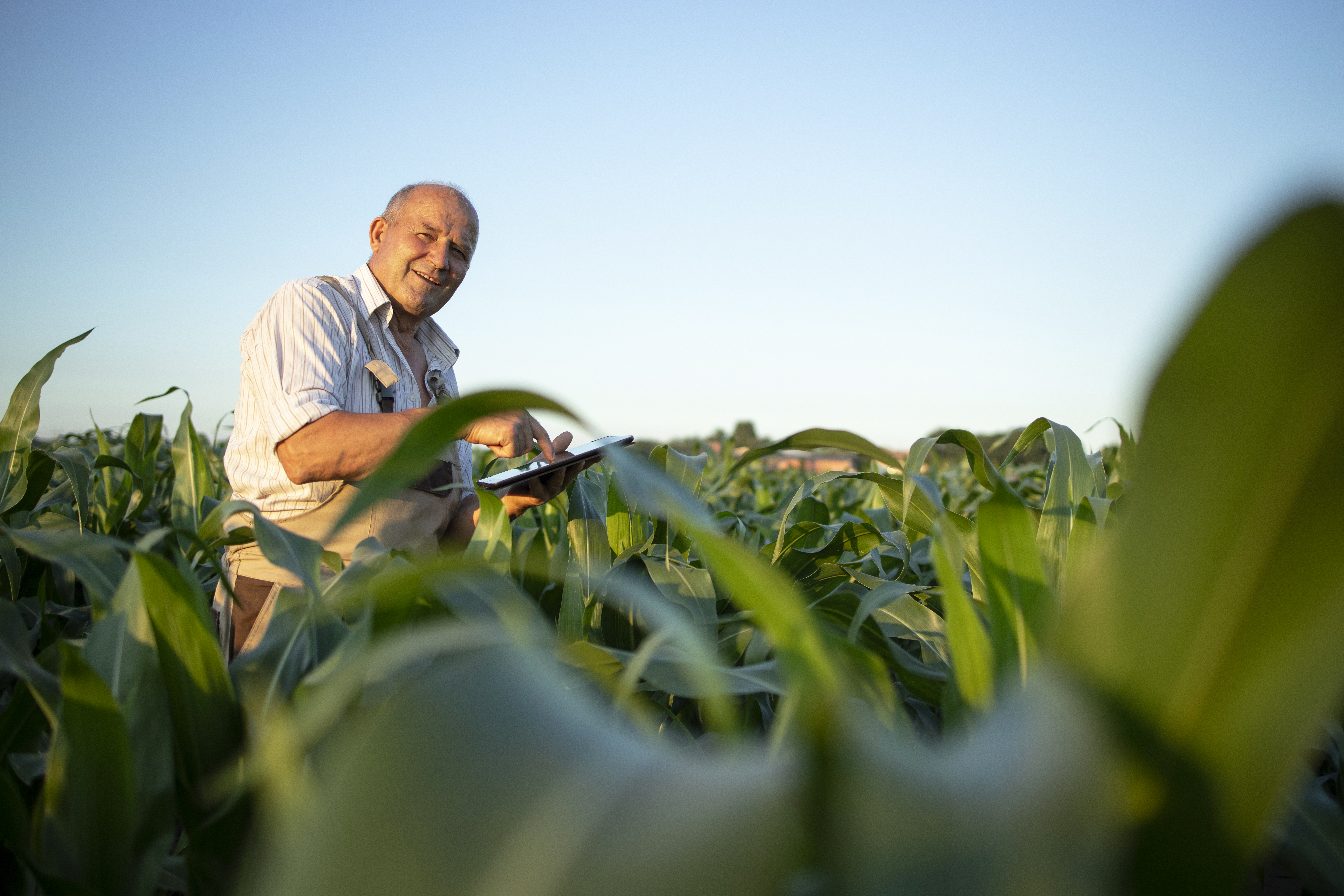 portrait of senior hardworking farmer agronomist in corn field checking crops before harvest.